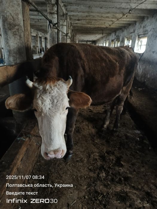 Продам Телицю тельная