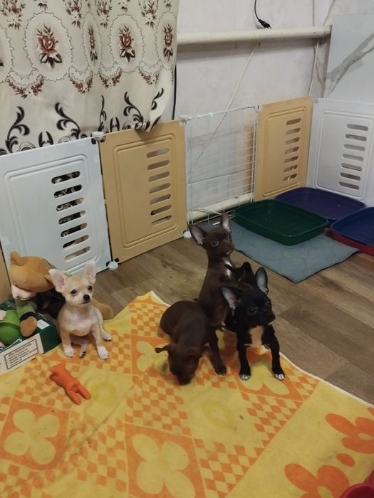 Готовы к продаже щенки породы чихуахуа