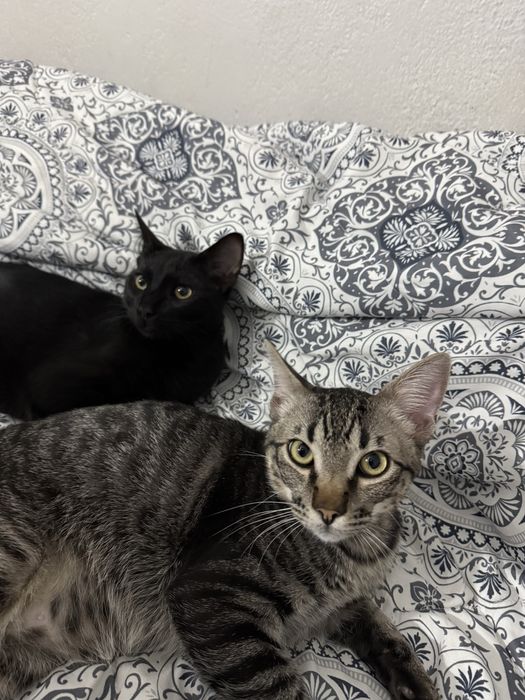Gatos para adoção