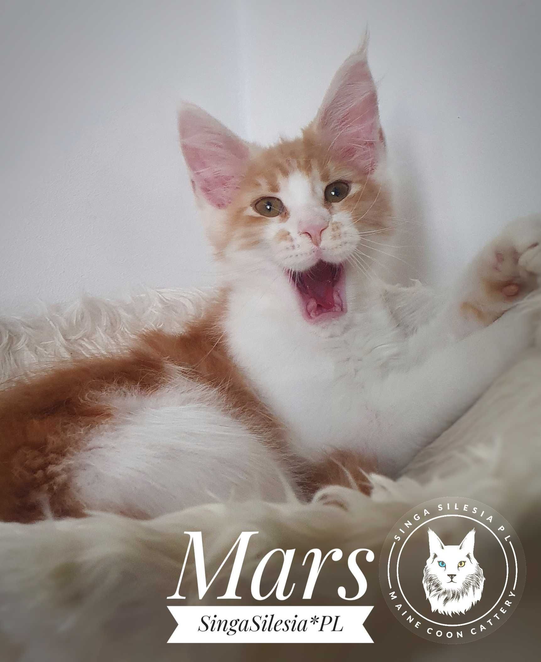 Srebrzysty rudy pręgowany z bielą Mars, kocurek Maine Coon