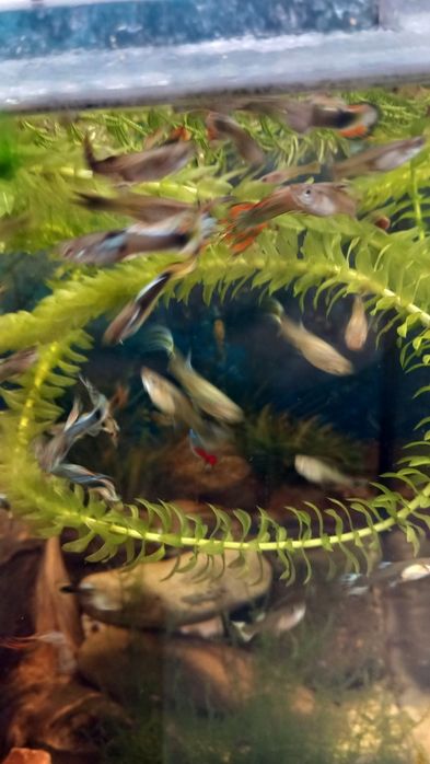 Glupiki rybki akwariowe