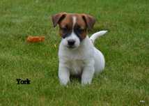 Jack Russell terrier