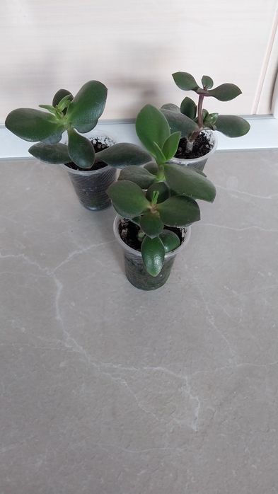 Хлорофітум кучерявий( Бонні).Каланхоє ..