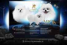 Szpic miniaturowy FCI - Pomeranian Reproduktor ARCIK