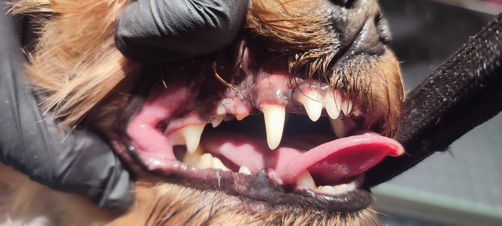 Грумінг стрижка собак Грумер метро Харківська