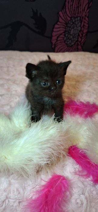 Кошенята Шотландські, котики, коти висловухі, породисті кошенята.