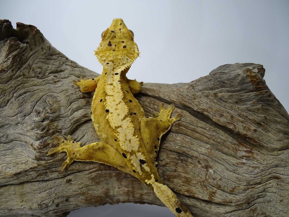 Gekon Orzęsiony samica Dalmatian