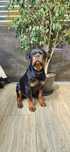 Rottweiler szczeniak, pies, FCI, ZKwP