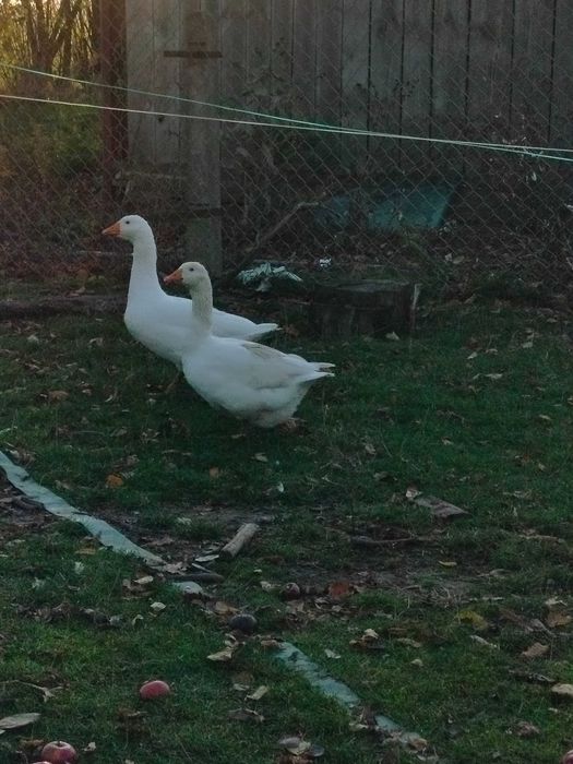 Gęsi kołudzkie gęś gąsior