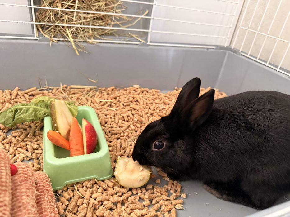 Sprzedam krolika miniaturke