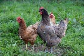 Kury NIOSKI z wolnego wybiegu ! Rossa Messa Sendi Leghorn ! Zapraszam!