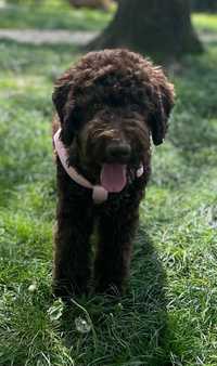 Brązowa suczka Lagotto Romagnolo gotowa do odbioru.