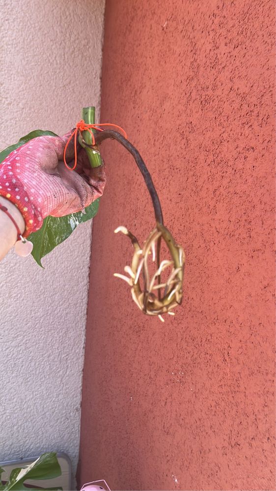 Monstera variegata roślina pięknie wybarwiona