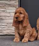 Cocker spaniel szczeniak