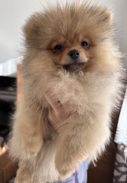 Szoic miniaturowy pomeranian chlopiec