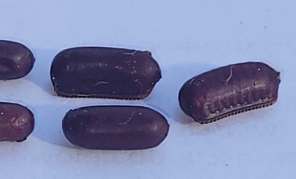 Jaja karaczana tureckiego ooteki karaczan turecki.