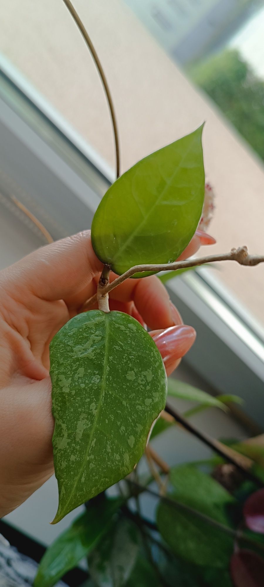 Hoya Verticillata Splash