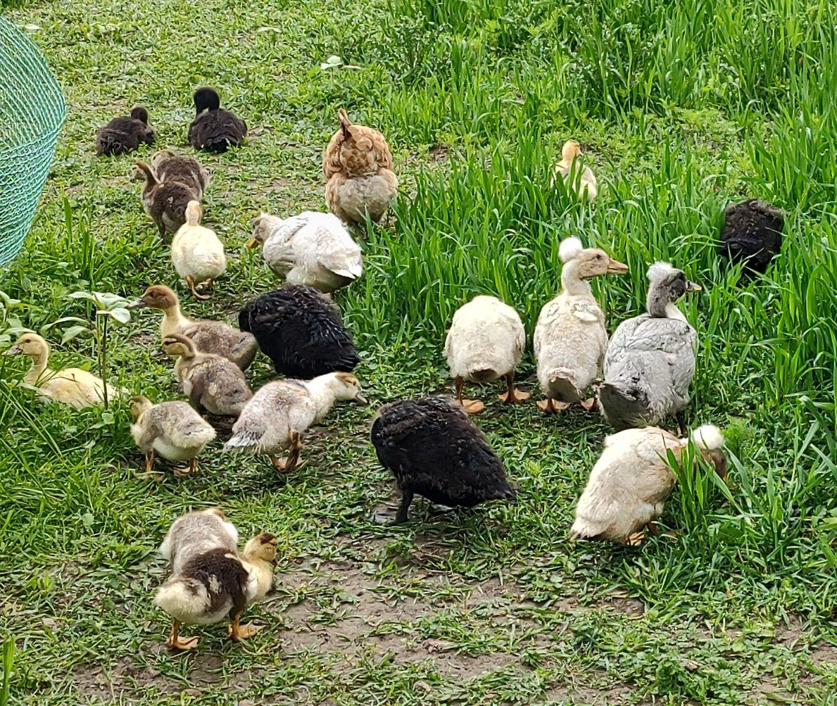 Kaczki, kaczuszki cayuga młode.