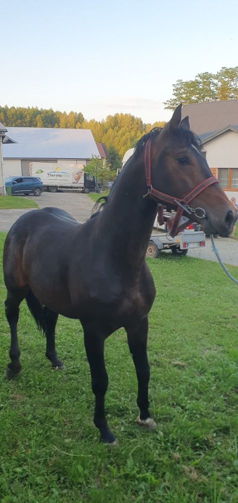 Sprzedam konia małopolskiego