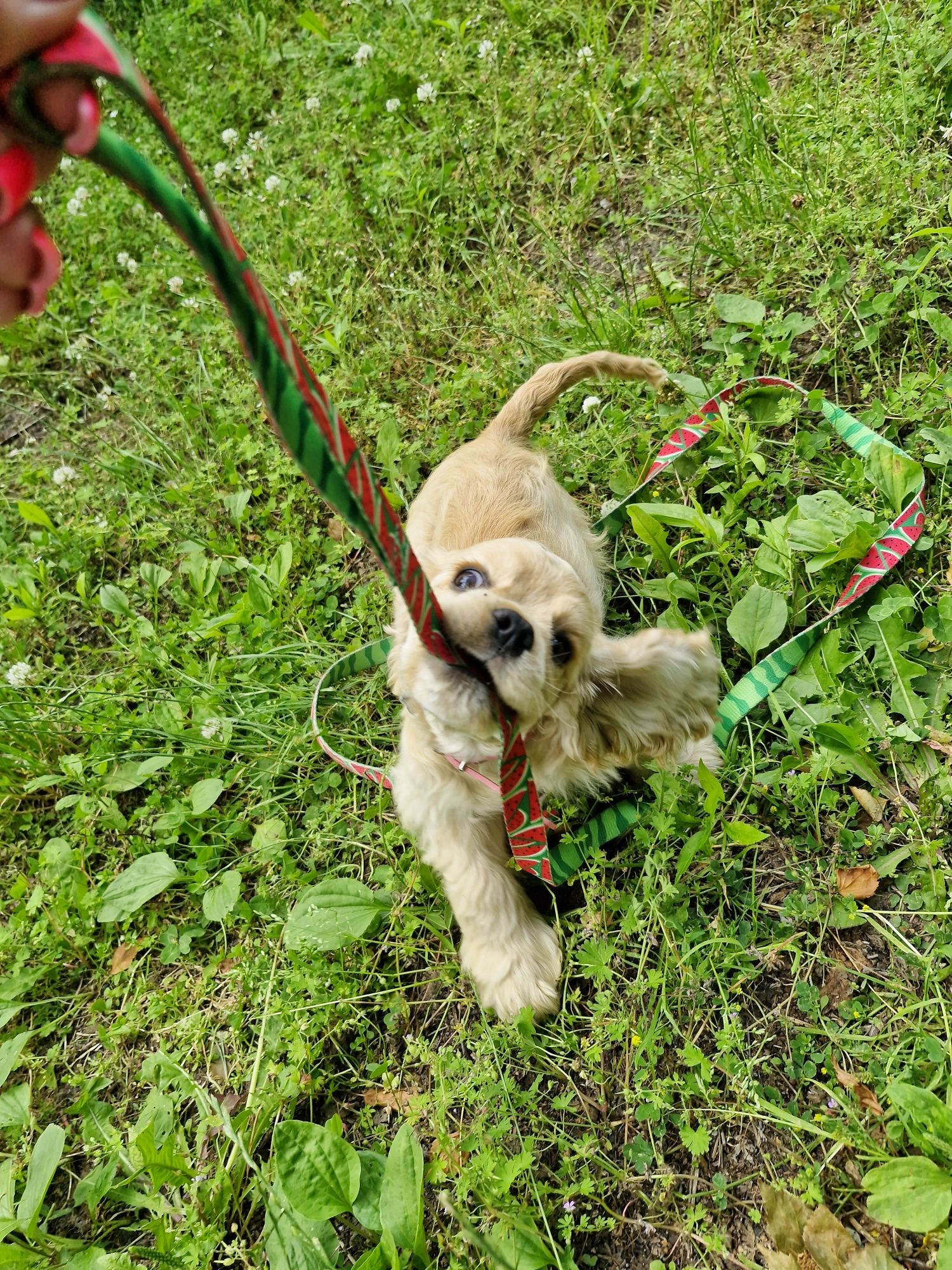 Cocker spaniel Amerykański FCI
