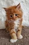 Maine Coon kocurek, rodowód FPL