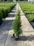 Tuja thuja szmaragd, smaragd 70-80cm sadzonki, w doniczce thuje