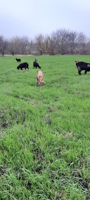 Кози англо нубіскі+аьпіскі