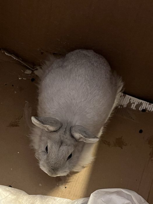 Подаруємо кроля