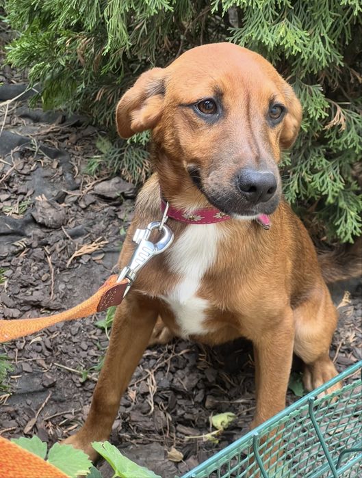 Щенок девочка ищет семью