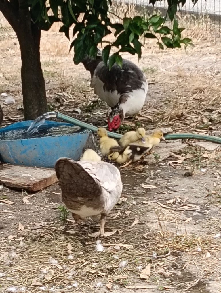 Patos varias tamaños