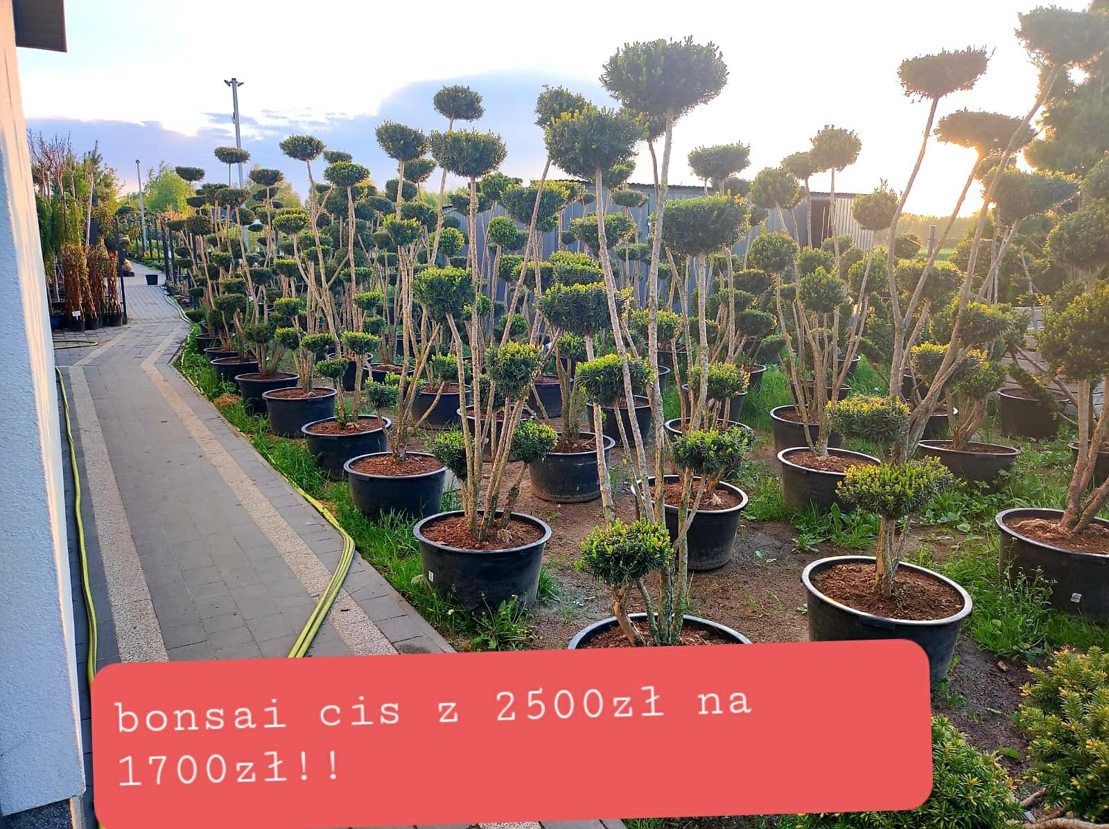 Cis hilli hiksi 120-140cm (bonsai sosna szmaragd katalpa Laurowiśnia )