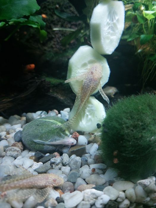 Sprzedam lub zamienię