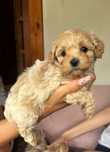 Kochany szczeniak Maltipoo