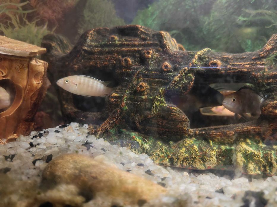 Продам акваріумних рибок,  цихлід