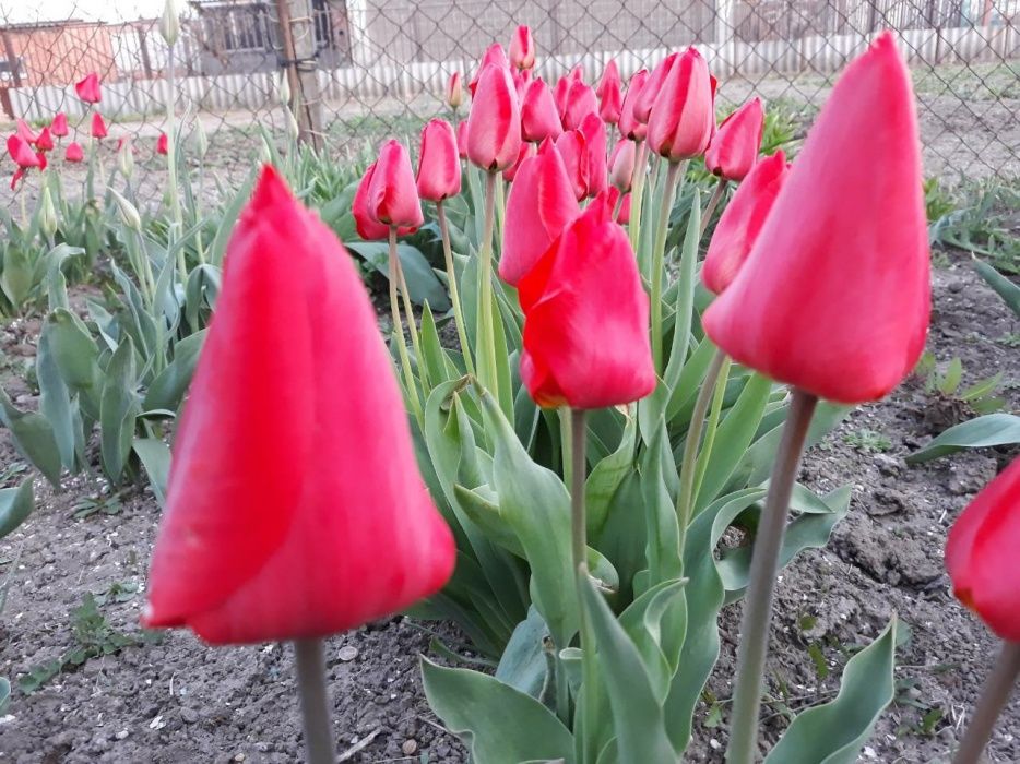 Луковицы красных тюльпанов