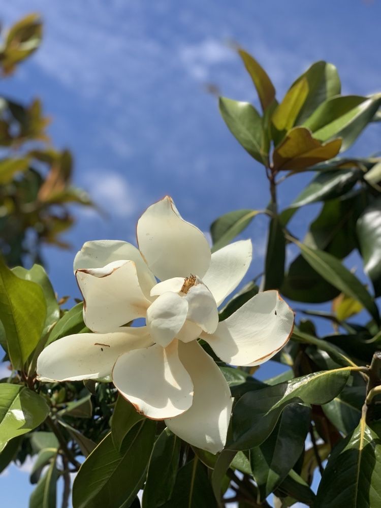 Magnolia Zimozielona wielko kwiatowa