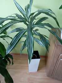 Kwiaty dracena i juka duże 80 cm