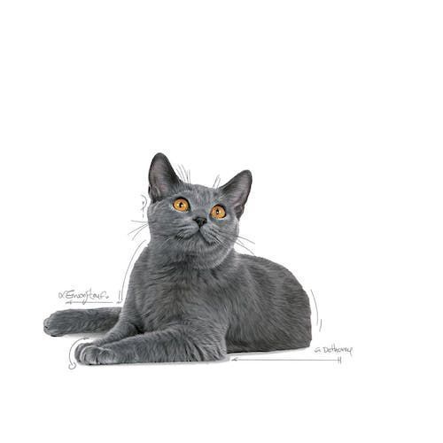 Karma sucha dla kotów Royal Canin - redukuje kamień nazębny 1,5kg