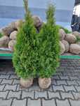Tuja Szmaragd 100 cm 17 zł