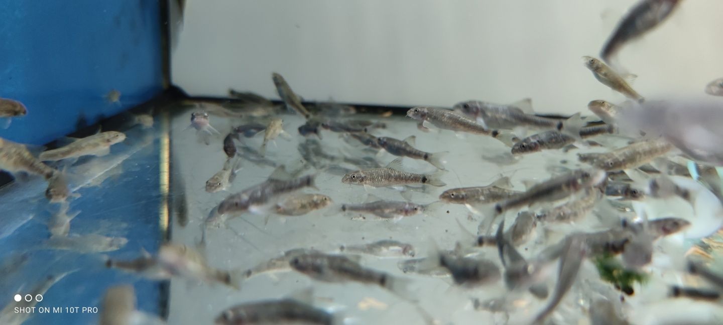 Brzanka ssąca garra rufa do fish spa Aquafizz Creative