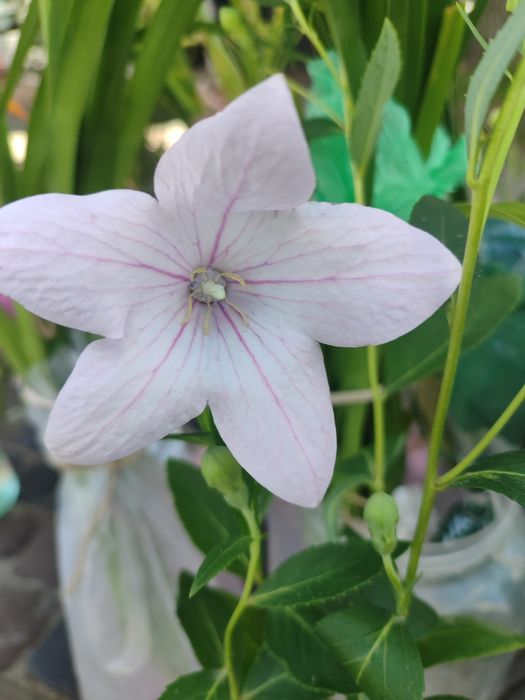 Деревій, морозник, астранція, платикодон, гравілат, лілійники, гіпсофі