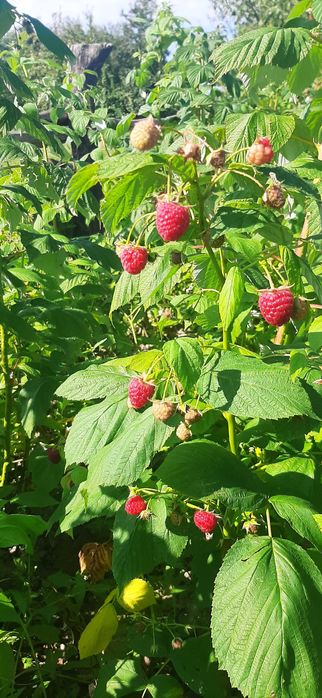 Малина осіння саджанці