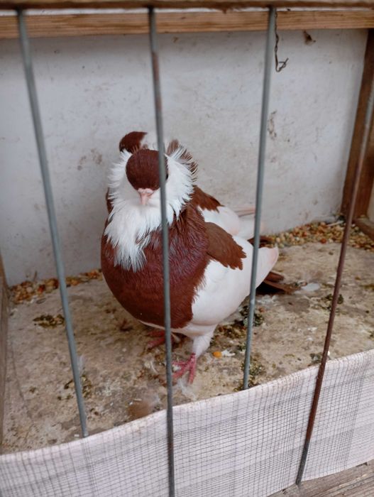 Gołębie ozdobne felki czerwone PARA