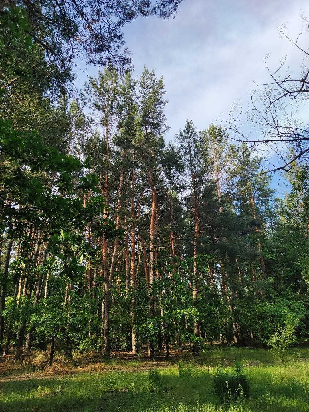 Продам земельну ділянку в селі Берізки Миколаївської області