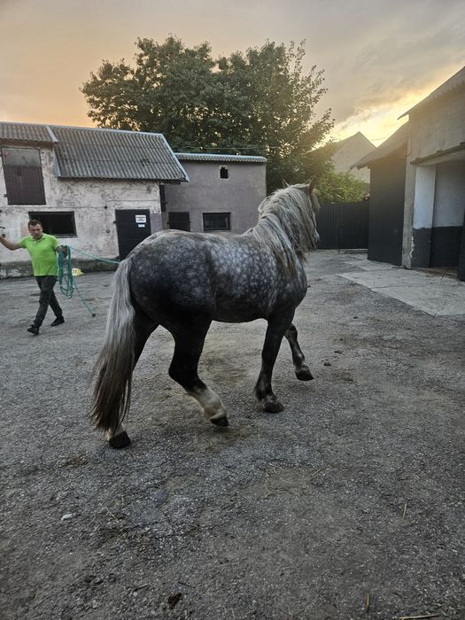 Sprzedam ogierka