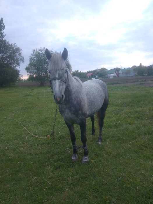 Породам кобилу 4.роки