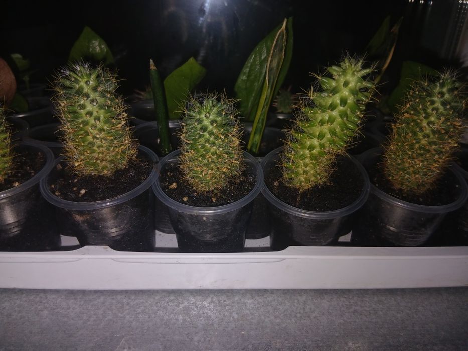 Кактус мамилярия