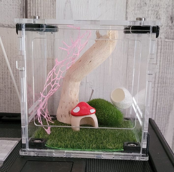 Terrarium dla skakuna