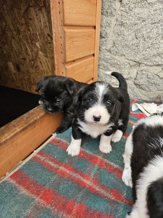 Odam pieski w dobre ręce