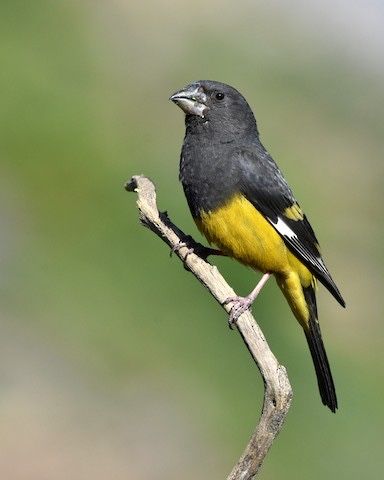 white winged grosbeak